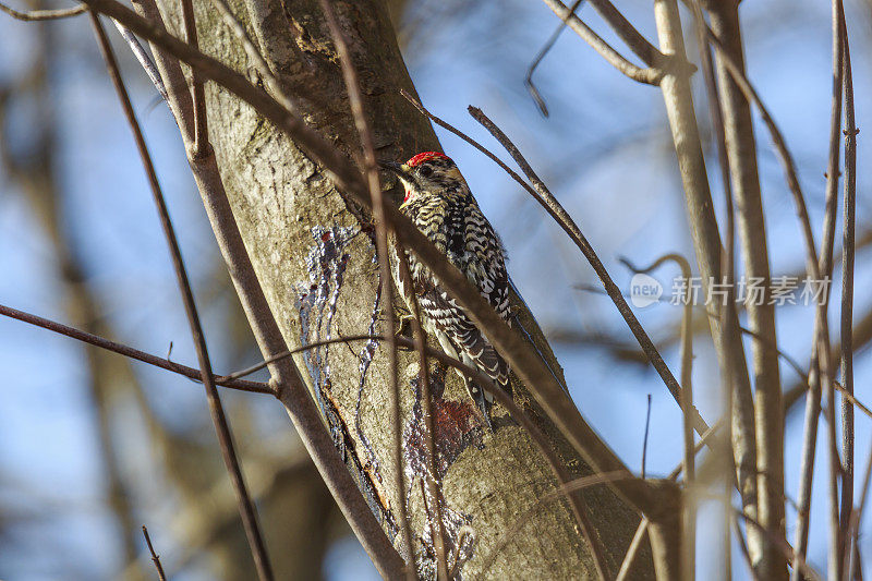 黄腹Sapsucker (spaphyicus varius)